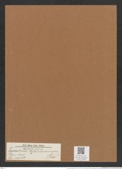 Triceratium rylandsianum Grev. (de-Toni-Nr.: Genus 140, Species 4011) Zeichnungen Sammlung Grunow Mappe 03999 (Herbarium_W_Grunow_drawings_Folder_03999)
